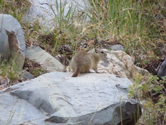 Urocitellus beldingi