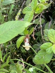 Drymonia alloplectoides