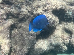 Acanthurus coeruleus
