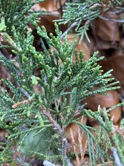 Juniperus sabina