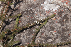 Aspalathus hispida hispida