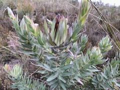 Protea coronata
