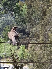 Mimus thenca