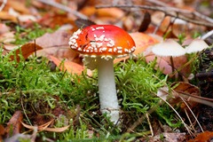 Amanita muscaria