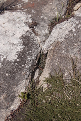 Curio radicans