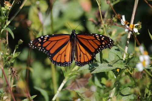 Monarch photographed in Alabama