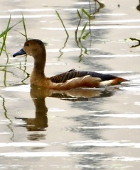 Dendrocygna javanica