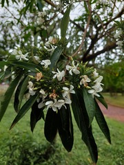 Tabernaemontana catharinensis