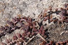 Curio radicans