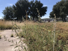 Sphaeralcea angustifolia