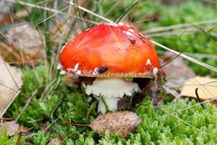 Amanita muscaria