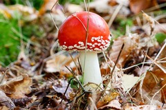 Amanita muscaria