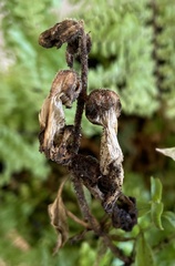 Phytophthora infestans