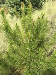 Pinus hartwegii