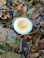 Russula fellea