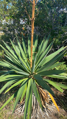 Yucca gloriosa