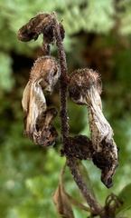 Phytophthora infestans