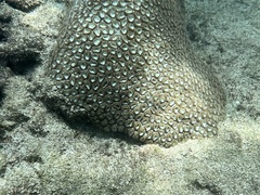 Montastraea cavernosa
