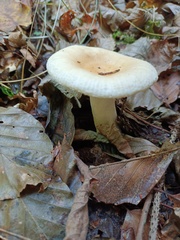 Russula fellea