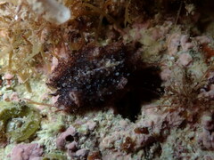 Thysanozoon brocchii