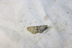 Aethalura intertexta