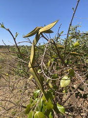 Cryptostegia