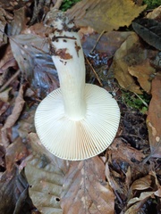 Russula fellea