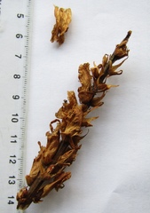 Orobanche alba