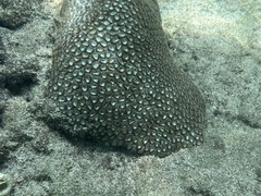 Montastraea cavernosa