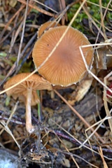 Tubaria furfuracea
