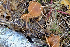Tubaria furfuracea