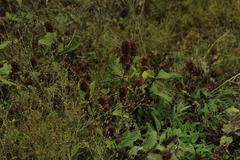 Lepechinia caulescens