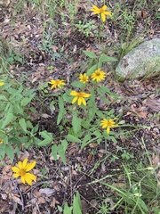 Heliopsis parvifolia