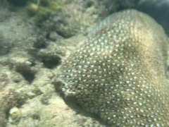 Montastraea cavernosa