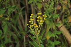Verbesina virgata