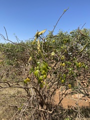 Cryptostegia
