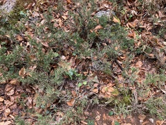Juniperus sabina