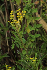 Verbesina virgata