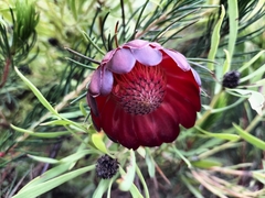 Protea nana