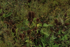 Lepechinia caulescens