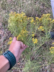 Gutierrezia sarothrae