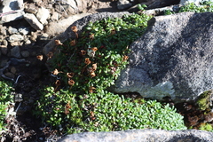 Diapensia lapponica