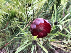 Protea nana