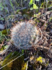 Mammillaria barbata