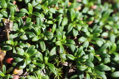 Diapensia lapponica