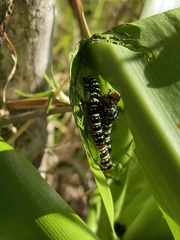 Xanthopastis moctezuma