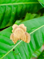 Erastria decrepitaria