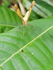 Erastria decrepitaria