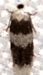 Stigmella nigriverticella