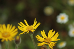 Heterotheca inuloides